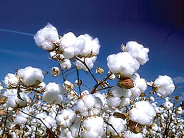 201279-Cotton-1309634256-179-640x480